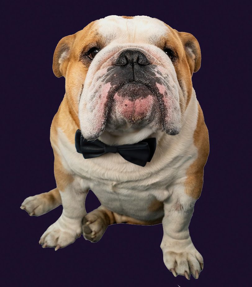 Trevor, the ES Systems bulldog mascot, wearing a bow tie