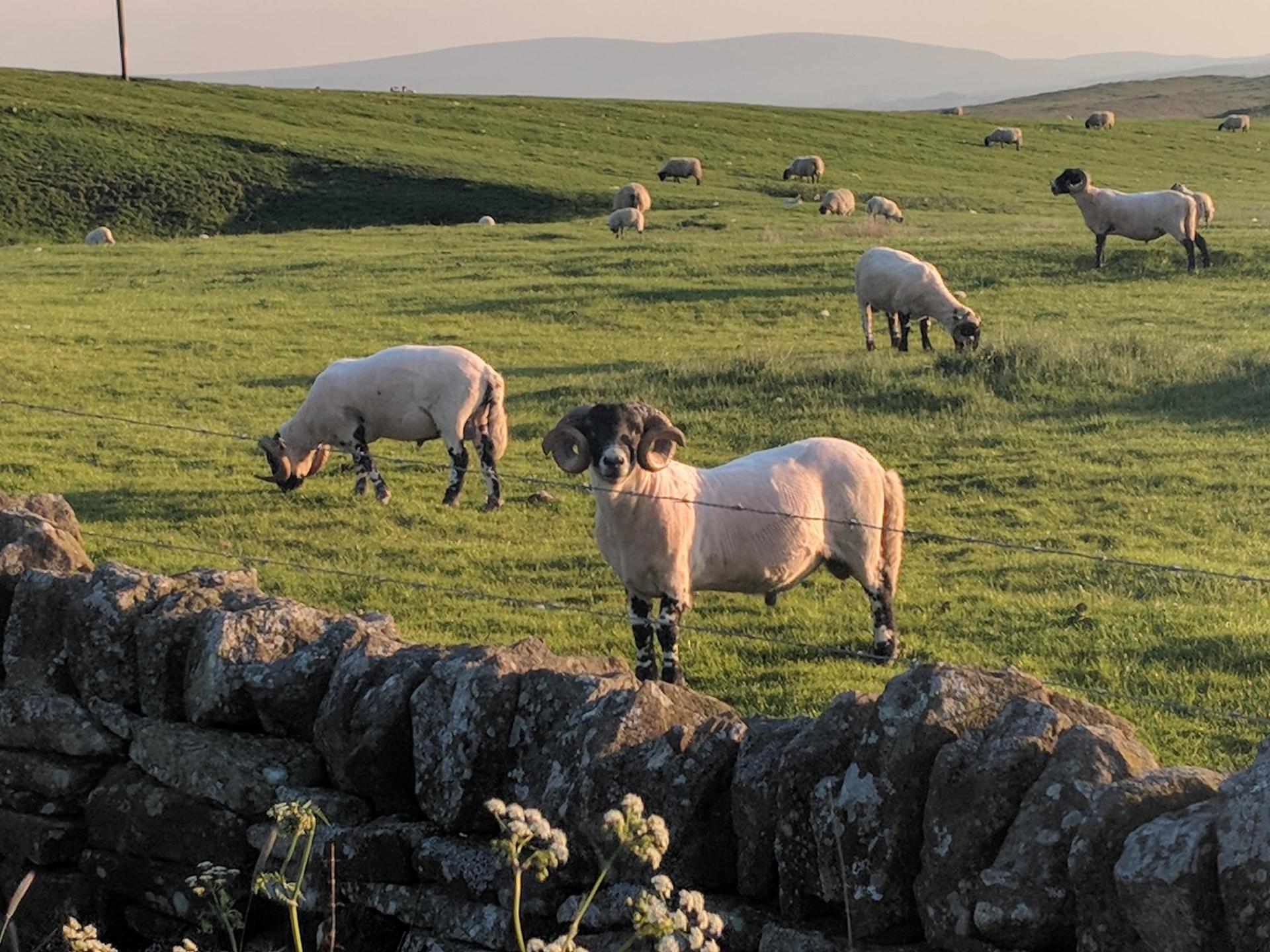 Sheep grazing in a hillside field behind a dry stone wall